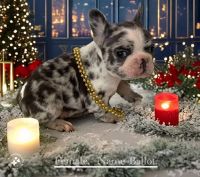 French Bulldog Puppies for sale in Fort Johnson, New York. price: $4,500