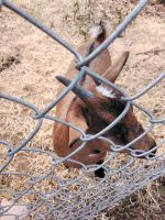 Goat Animals for sale in Oral, South Dakota. price: $300