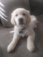 Golden Retriever Puppies for sale in Gonzales, Louisiana. price: $1,000