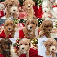 Goldendoodle Puppies for sale in Miramar, Florida. price: $2,500