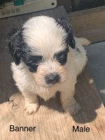 Havanese Puppies for sale in Marion, Illinois. price: $1,000