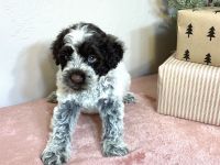 Portuguese Water Dog Puppies for sale in Millersburg, Ohio. price: $1,200