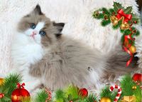 Ragdoll Cats for sale in Huntsville, AL, USA. price: $2,600