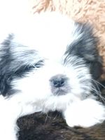 Shih Tzu Puppies for sale in Conroe, Texas. price: $695