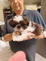 Shih Tzu Puppies for sale in Lafayette, Louisiana. price: $1,700