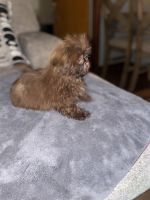 Shih Tzu Puppies for sale in Houston, Texas. price: $750