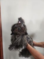 Shih Tzu Puppies for sale in 1810 S Dairy Ashford Rd, Houston, TX 77077, USA. price: $1,000