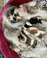 Shih Tzu Puppies for sale in Long Beach, Mississippi. price: $850