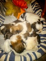 Shih Tzu Puppies for sale in Dover, Arkansas. price: NA