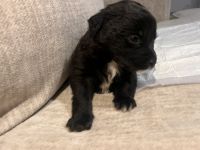 Shih Tzu Puppies for sale in Spring, Texas. price: $300