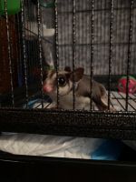 Sugar Glider Animals for sale in Meeker, Oklahoma. price: $1,200