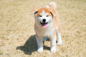 Akita Photo