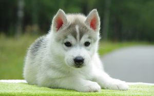 Alaskan Malamute Photo