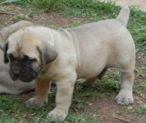 Boerboel Photo