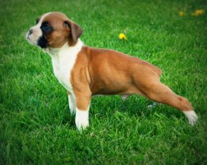 Boxer Photo