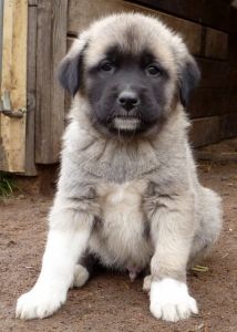 Central Anatolian Shepherd Photo