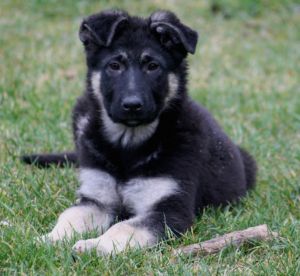 East European Shepherd Photo