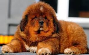 Himalayan Mastiff Photo