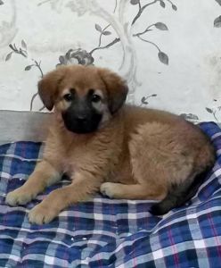 Himalayan Sheepdog Photo