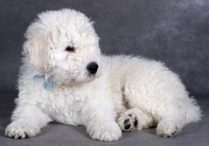 Komondor Photo