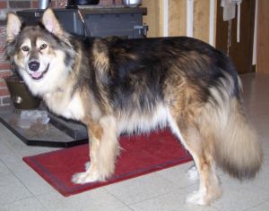 Mackenzie River Husky Photo