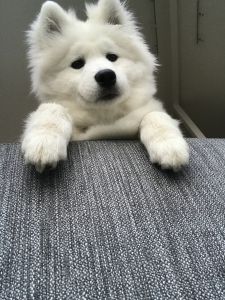 Samoyed Photo