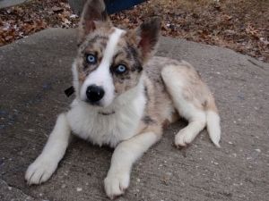 Shepherd Husky Photo