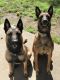 Belgian Shepherd Dog (Malinois) Puppies