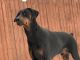 Doberman Pinscher Puppies for sale in Harrison, MI 48625, USA. price: $1,500