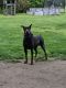 Doberman Pinscher Puppies for sale in Niles, Michigan. price: $200