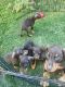 Doberman Pinscher Puppies