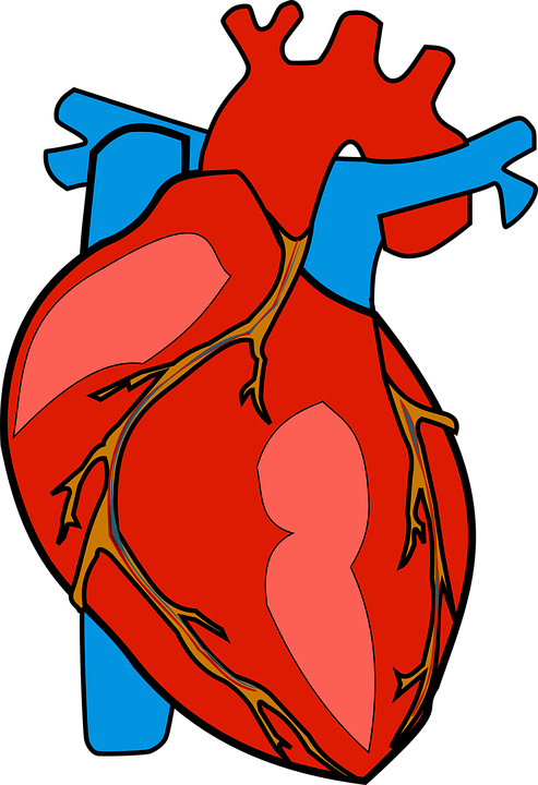 Free clipart human heart