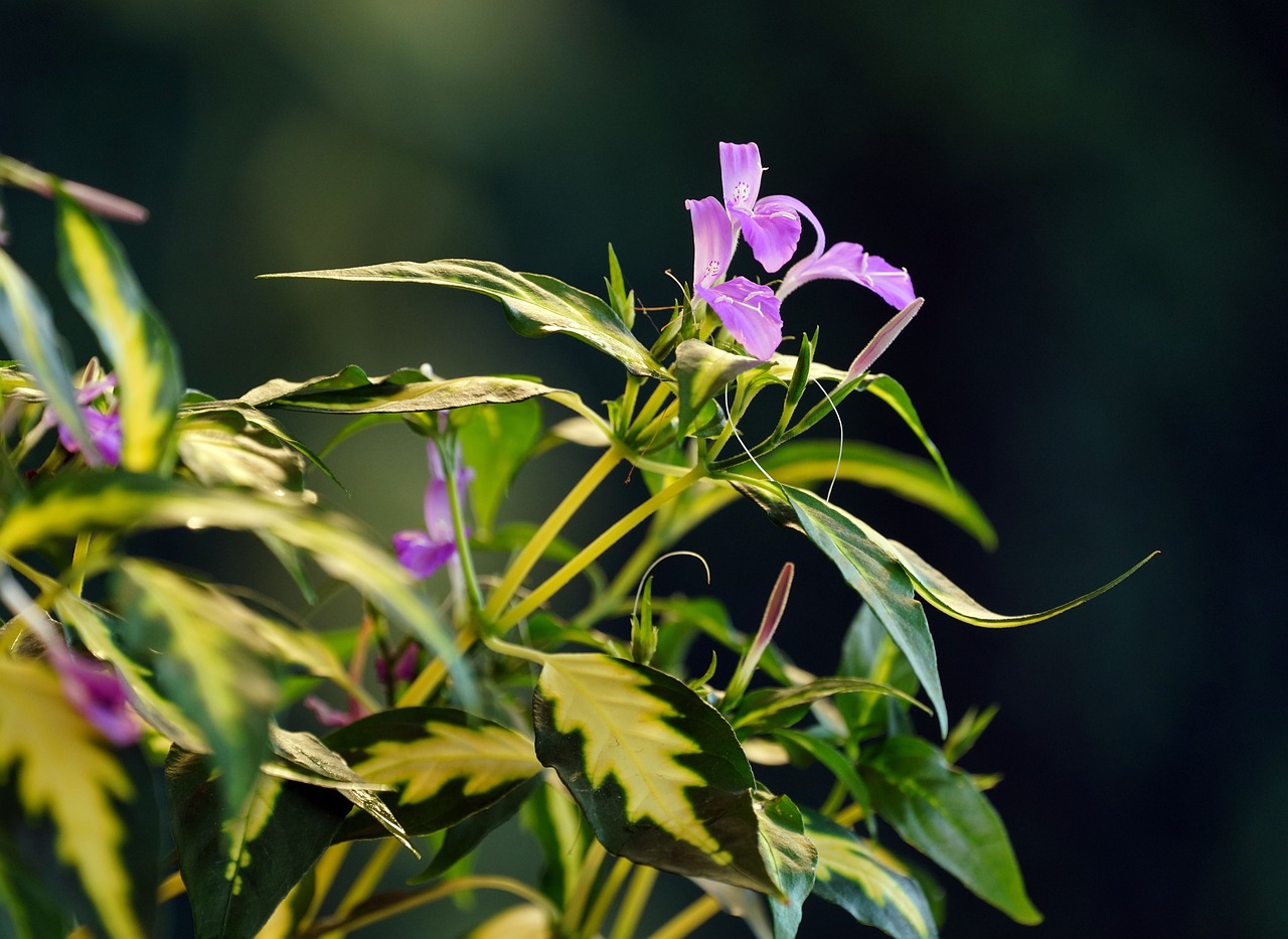 Flower Purple Leaves - Free photo on Pixabay - Pixabay image.