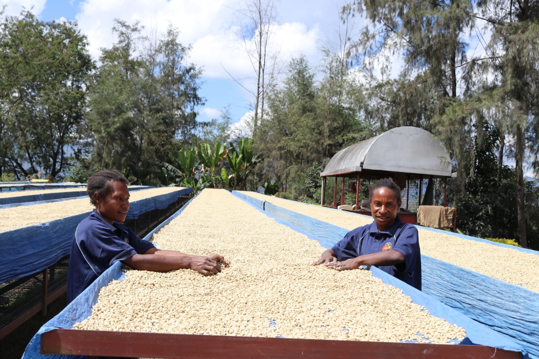 Kongo coffee papua new guinea