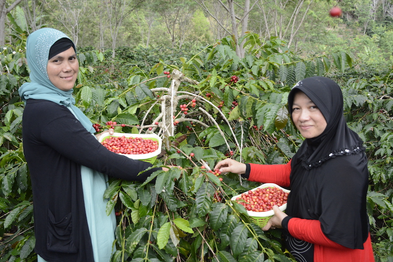 Kokowa gayo coffee cooperative