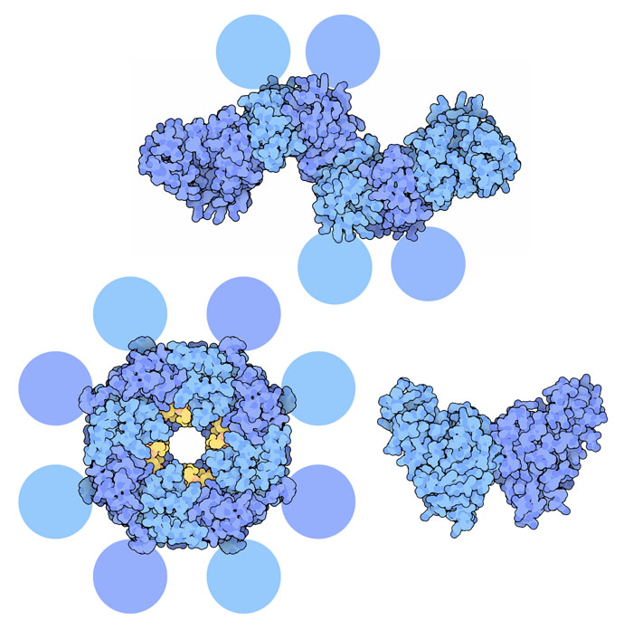 Different states of the ebola matrix protein, with bound RNA in yellow.