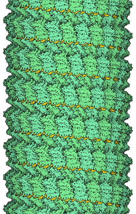 Helical complex of nucleoprotein (green) and RNA (yellow).