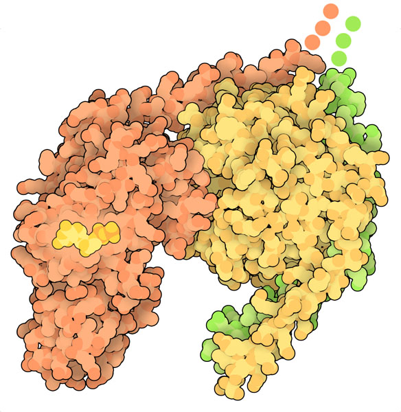 Inactive G protein with GDP bound. Two sites of lipidation are not included in the structure, and are shown schematically at upper right.