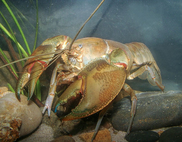 The swamp yabby (Cherax latimanus). Image credit: McCormack & Raadik, doi: 10.11646/zootaxa.5026.3.2.