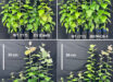 Transgenic hybrid poplar with increased expression levels of BSTR enhanced photosynthesis efficiency and biomass under greenhouse conditions. Image credit: Feyissa et al., doi: 10.1016/j.devcel.2024.11.002.