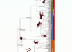 Phylogeny of 455 species of primates synthesized using Chrono-STA. The root of the phylogeny is recovered at 71.3 million years ago. The crown of Strepsirrhini is at 57 million years ago, and the crown of Haplorhini is at 68.5 million years ago. The crown of Simiiformes is at 42.2 million years ago. Image credit: Craig et al., doi: 10.3389/fbinf.2024.1495417.