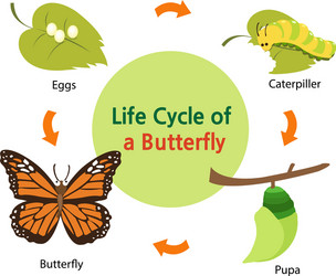 Diagram showing life cycle cockroach Royalty Free Vector