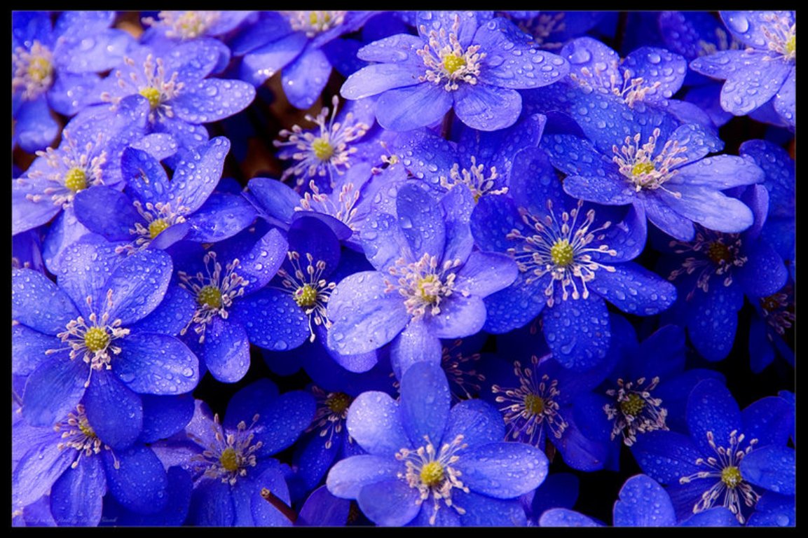 Blue Flower Wallpaper