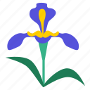 botany, flora, flower, flowering, iris, plant, floral