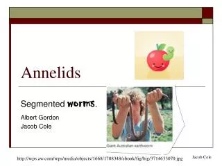 Annelids