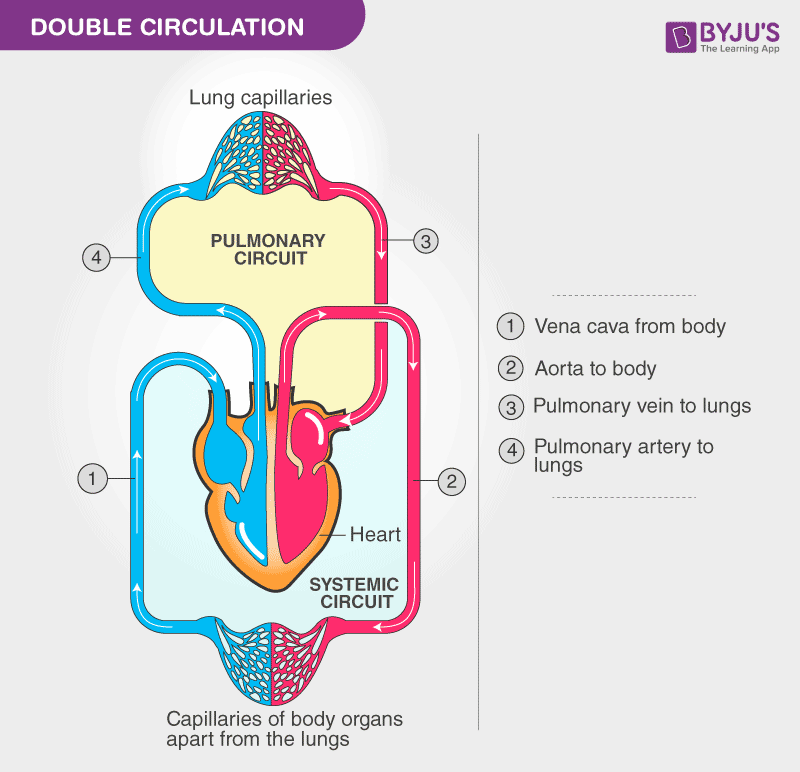 Circulatory System Labeled Heart