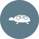 green, nature, sea, shell, tortoise, turtle, wildlife