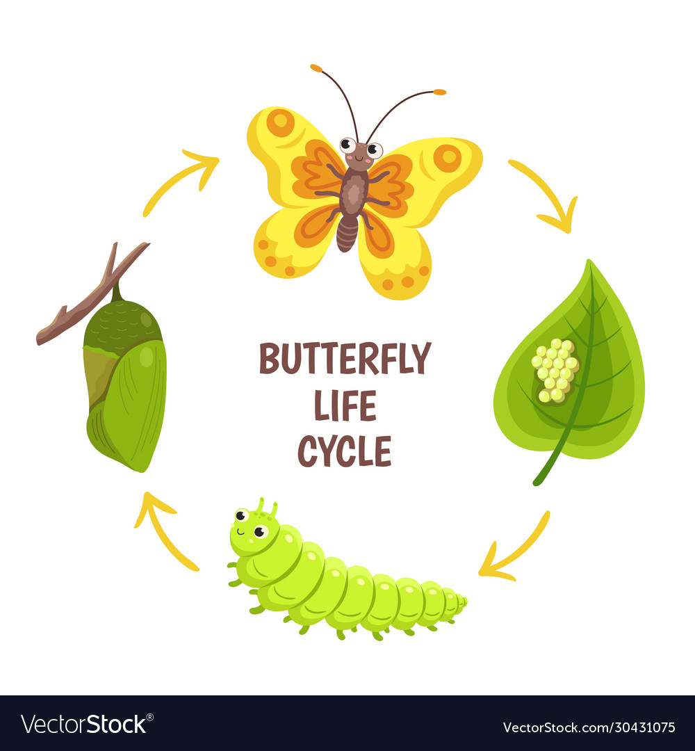 Butterfly life cycle insect emergence Royalty Free Vector