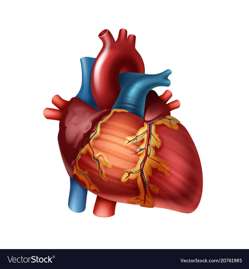 apertura Ascensor A la verdad heart anatomy vector Puede ser calculado ...