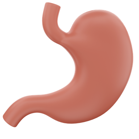 Stomach  3D Icon